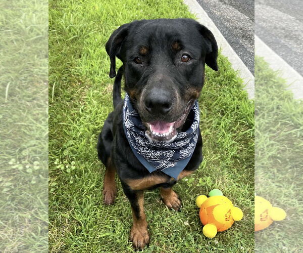 Medium Photo #4 Rottweiler-Unknown Mix Puppy For Sale in Westwood, NJ, USA