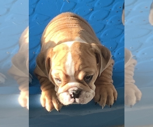 Medium Photo #8 Bulldog Puppy For Sale in LOUISVILLE, KY, USA