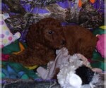 Small Photo #14 Poodle (Standard) Puppy For Sale in CLATSKANIE, OR, USA