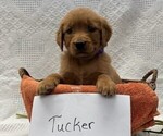 Small #1 Golden Retriever