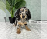 Small #1 Dachshund