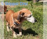 Small Photo #11 Chiweenie Puppy For Sale in San Antonio, TX, USA