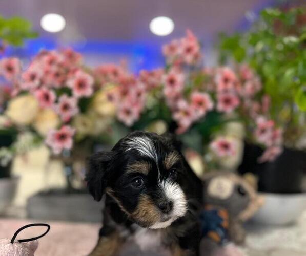 Medium Photo #2 Hava-Apso Puppy For Sale in METUCHEN, NJ, USA