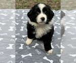Small #3 Australian Shepherd