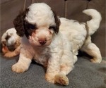 Small #19 Bernedoodle (Miniature)