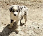 Small Photo #3 Australian Shepherd Puppy For Sale in ACTON, CA, USA