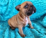 Small #5 French Bulldog