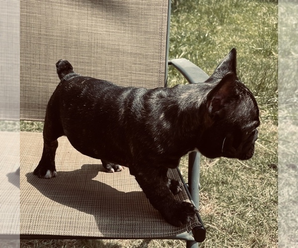 Medium Photo #15 French Bulldog Puppy For Sale in PALMETTO, GA, USA