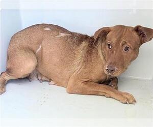 Mutt Dogs for adoption in Houston, TX, USA