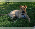 Small Photo #18 Labrador Retriever-Unknown Mix Puppy For Sale in Greenbelt, MD, USA