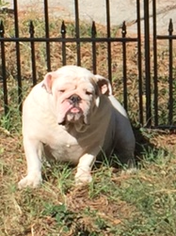 Mother of the Bulldog puppies born on 04/11/2018