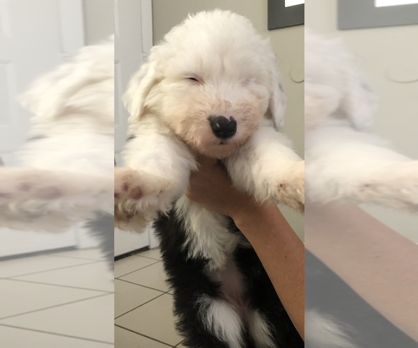 Medium Photo #1 Old English Sheepdog Puppy For Sale in KENDALL, FL, USA