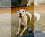 Small #4 American Pit Bull Terrier Mix