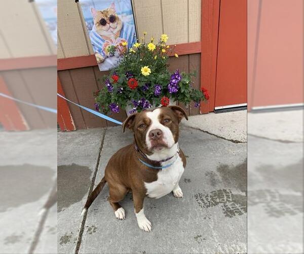 Medium Photo #1 Mutt Puppy For Sale in Fairbanks, AK, USA