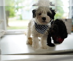 Small Photo #9 Maltipoo Puppy For Sale in AURORA, IL, USA