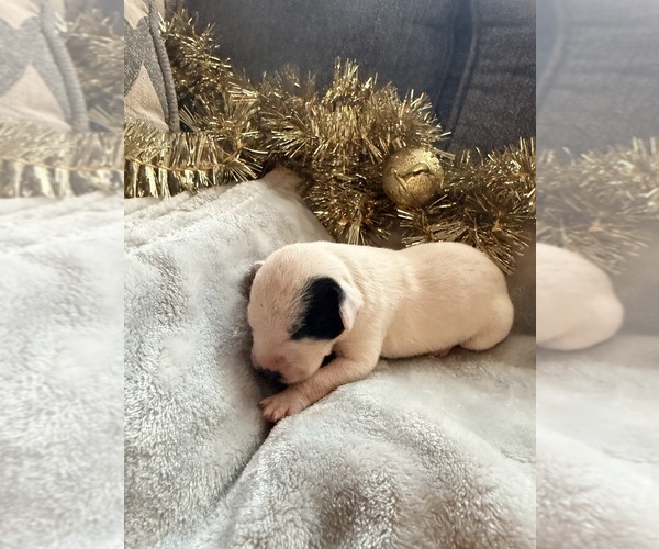 Medium Photo #3 Dalmatian Puppy For Sale in GREENSBORO, NC, USA