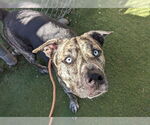Small #4 Boxer-Catahoula Leopard Dog Mix