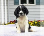 Small Photo #3 English Springer Spaniel Puppy For Sale in GORDONVILLE, PA, USA