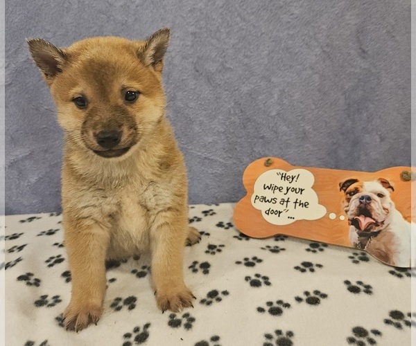 Medium Photo #2 Shiba Inu Puppy For Sale in EDINA, MO, USA