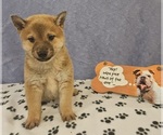 Small Photo #2 Shiba Inu Puppy For Sale in EDINA, MO, USA