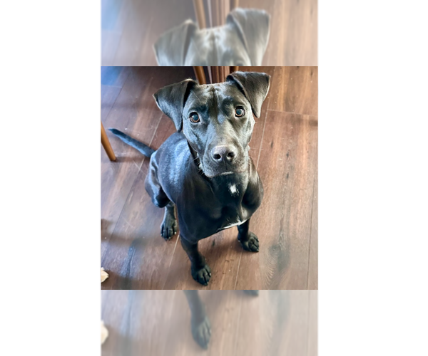 Medium Photo #14 Labrador Retriever-Unknown Mix Puppy For Sale in Brewster, NY, USA