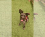Small #2 Mutt