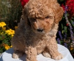 Small #12 Goldendoodle (Miniature)