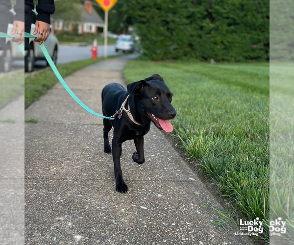 Medium Photo #7 Labrador Retriever-Unknown Mix Puppy For Sale in Washington, DC, USA