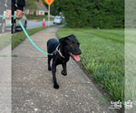 Small #6 Labrador Retriever Mix