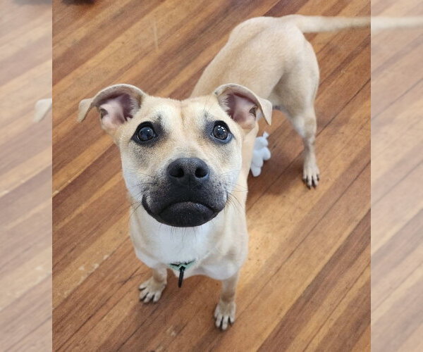 Medium Photo #7 Black Mouth Cur-Unknown Mix Puppy For Sale in Boston, MA, USA