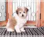 Small Poodle (Miniature)