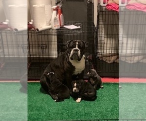 Father of the Olde English Bulldogge puppies born on 09/10/2019