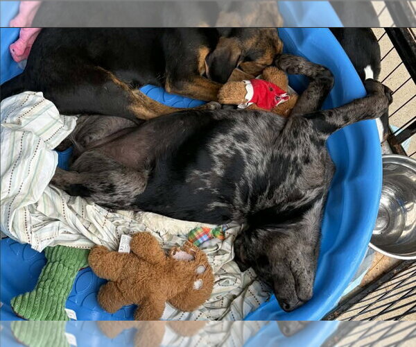 Medium Photo #3 Mutt Puppy For Sale in Wakefield, RI, USA