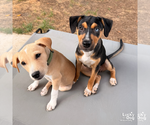 Small #5 Australian Shepherd Mix