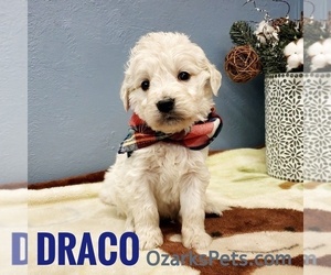 Goldendoodle Puppy for sale in CEDAR GAP, MO, USA