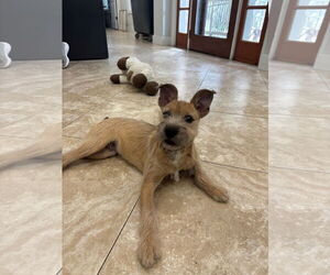 Irish Terrier-Unknown Mix Dogs for adoption in Hilton Head, SC, USA