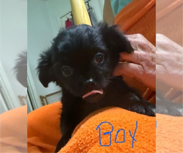 Medium Photo #1 ShiChi Puppy For Sale in FORTSON, GA, USA