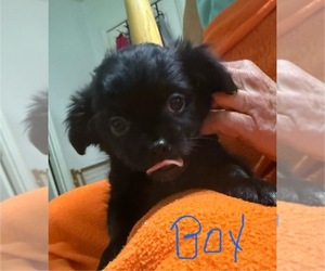 ShiChi Puppy for sale in FORTSON, GA, USA