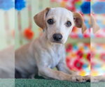 Small #6 Dachshund Mix
