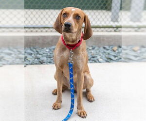 Mutt Dogs for adoption in Waterford, VA, USA