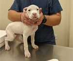 Small Photo #2 Dogo Argentino Puppy For Sale in KATY, TX, USA