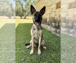 Medium Mutt