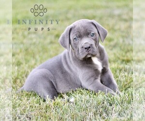 Cane Corso Puppy for sale in LANCASTER, PA, USA
