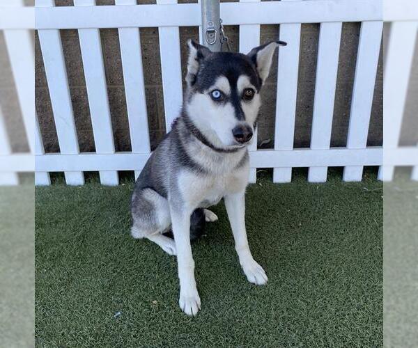 Medium Photo #1 Siberian Husky Puppy For Sale in Modesto, CA, USA