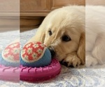Puppy 3 English Cream Golden Retriever