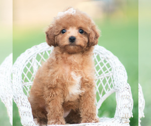 Medium Poodle (Toy)
