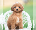 Puppy Gigi AKC Poodle (Toy)