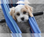 Small #1 Cavachon