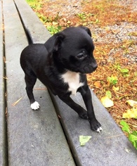 Chihuahua Puppy for sale in BRANT LAKE, NY, USA