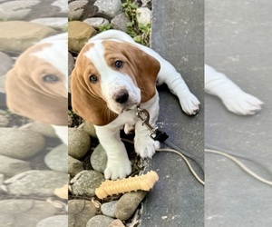 Basset Hound Litter for sale in GATLINBURG, TN, USA